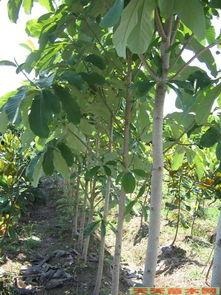 朴树小苗照片,初露锋芒的绿意盎然